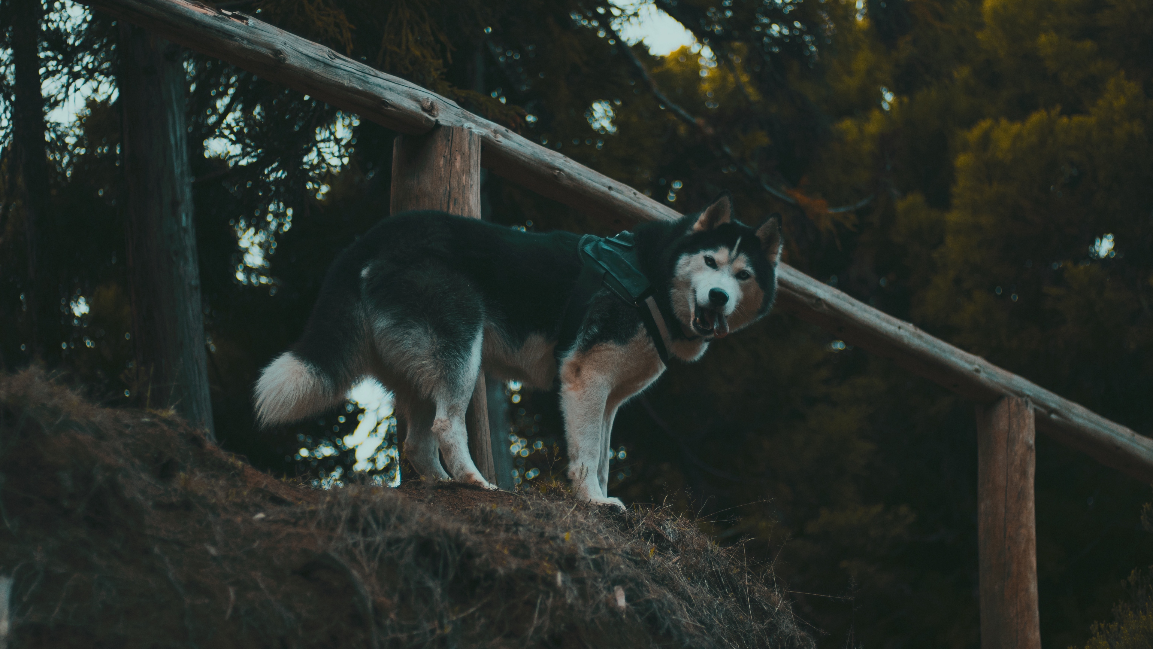 husky dog walk stand 4k 1542242071