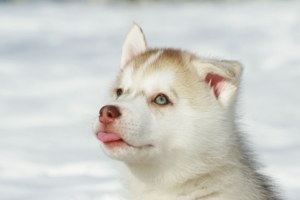 husky puppy snout bright 4k 1542242863