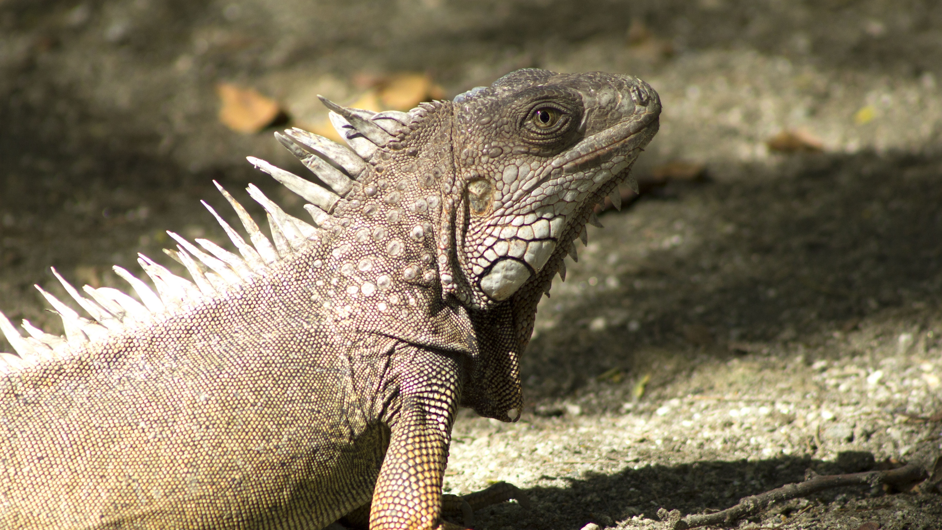 iguana reptile shadow 4k 1542242968