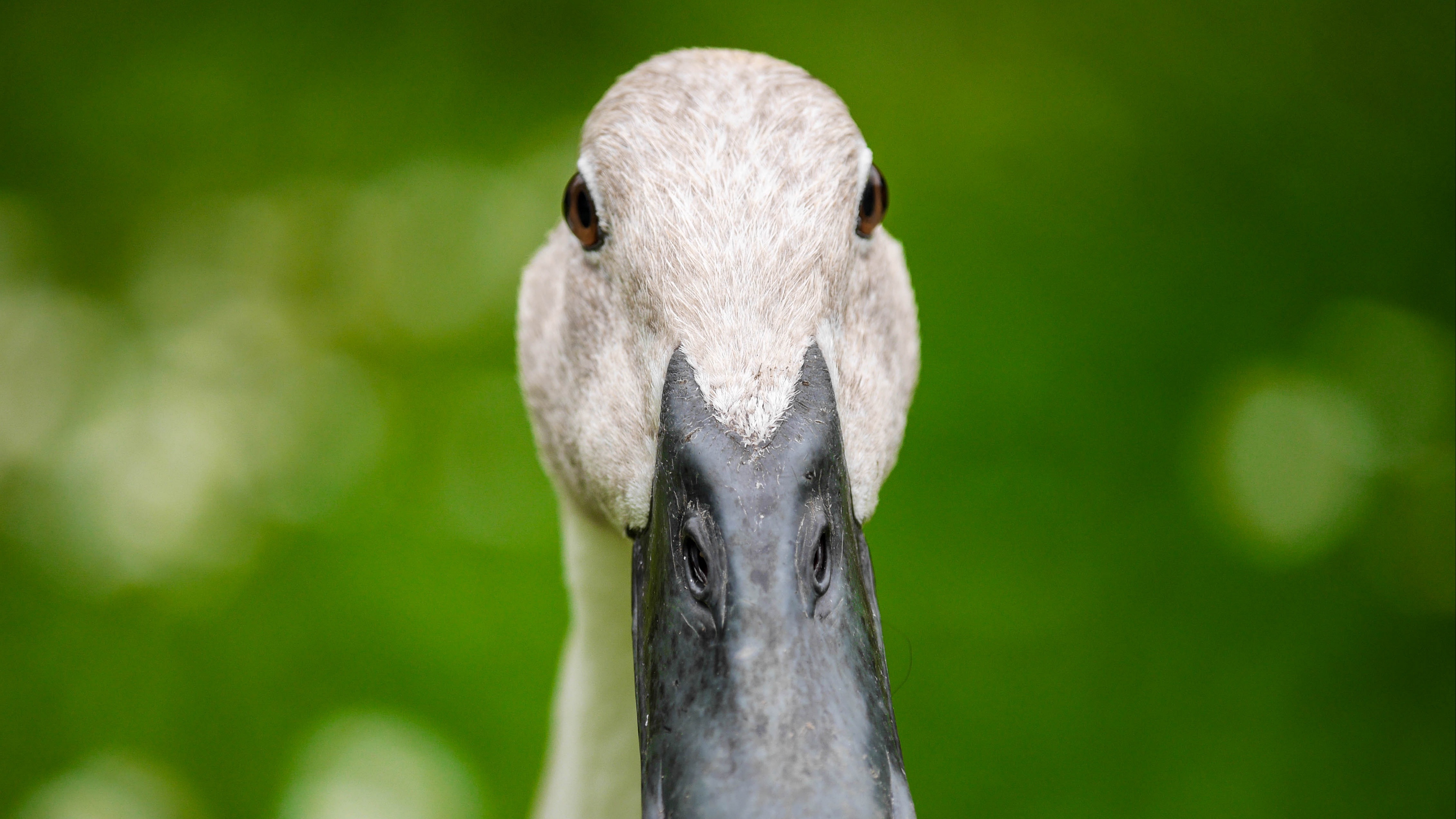 indian runner duck duck beak 4k 1542242595