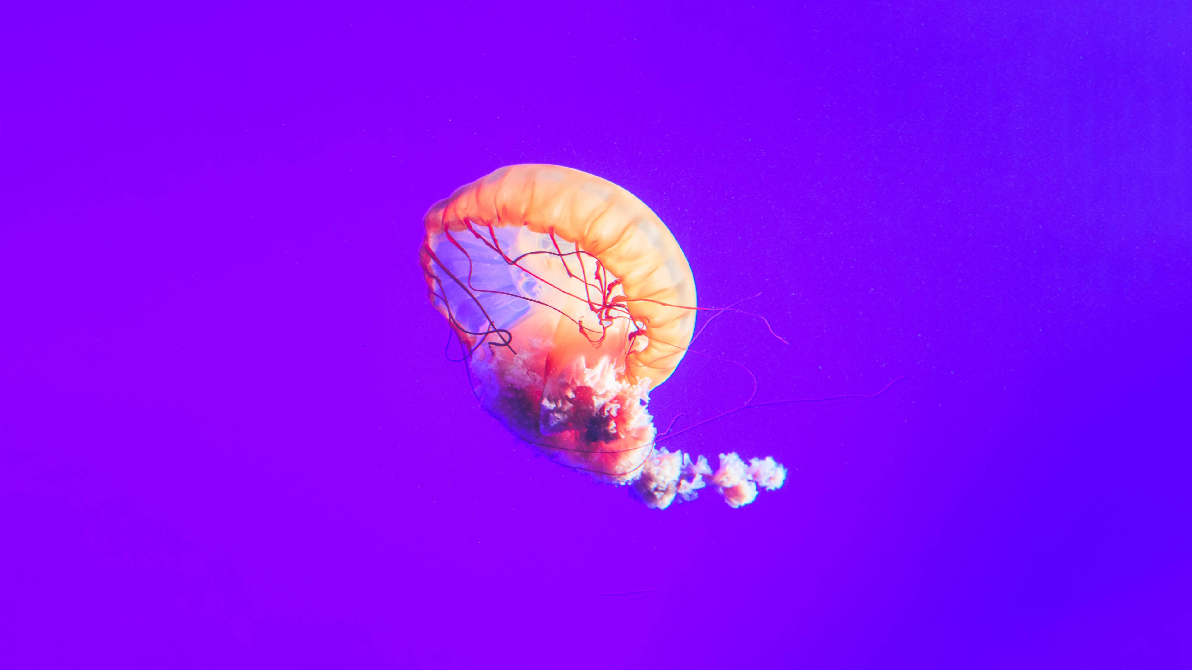 jellyfish 12k 1542239366