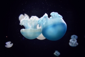 jellyfish close up swim underwater world 4k 1541116461