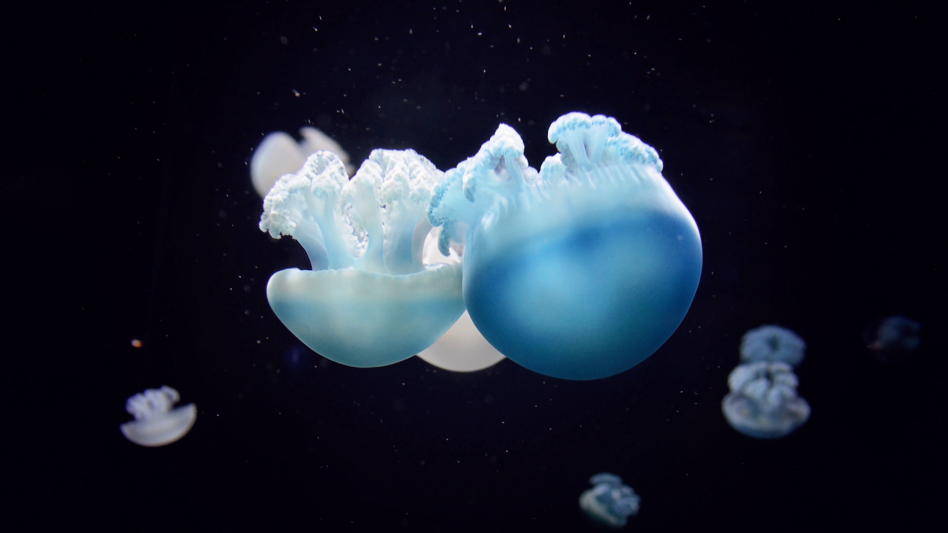 jellyfish close up swim underwater world 4k 1541116461