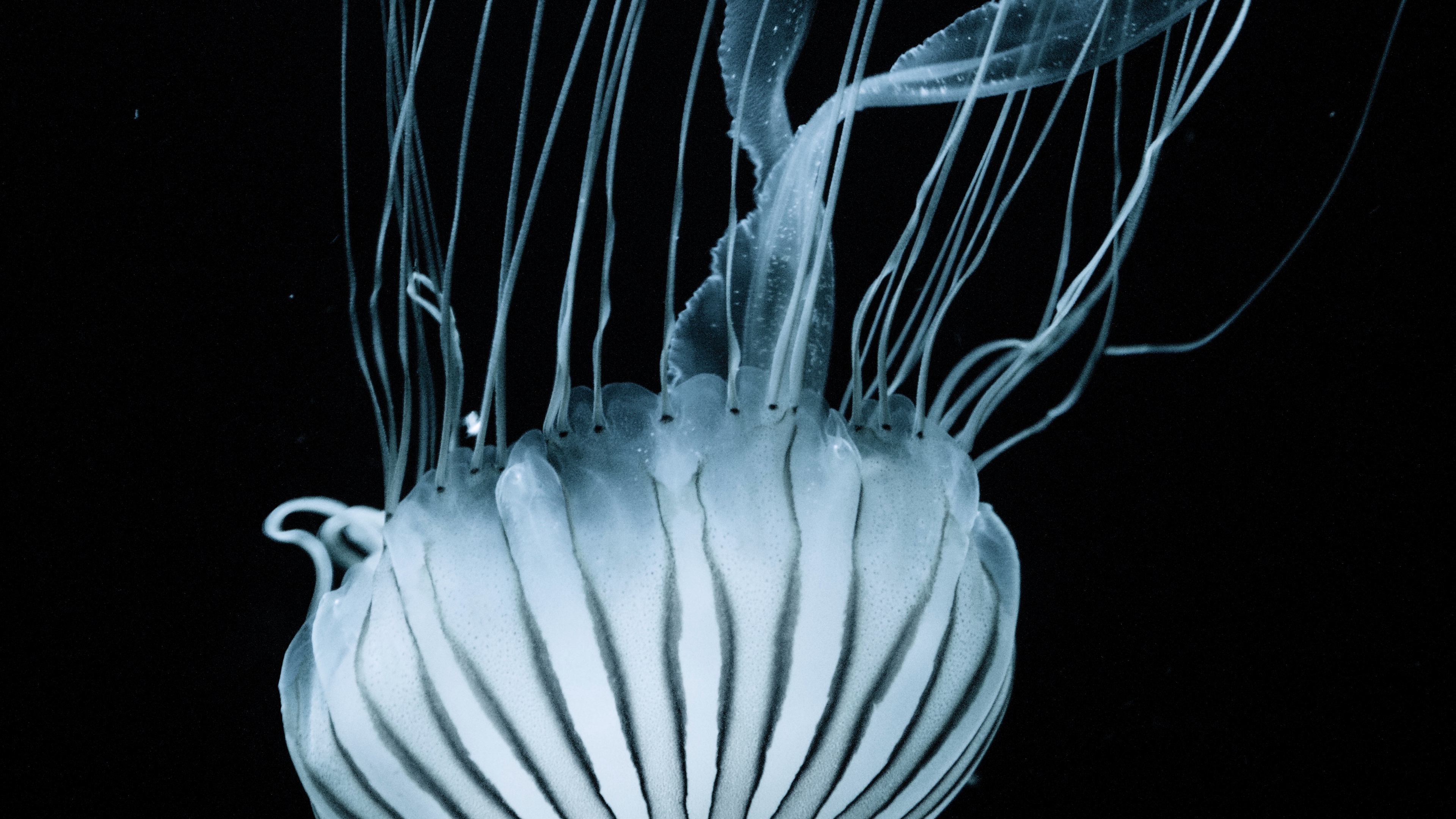 jellyfish tentacles underwater world stripes 4k 1542241541