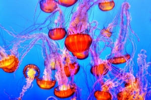 jellyfish underwater swimming 4k 1542241672