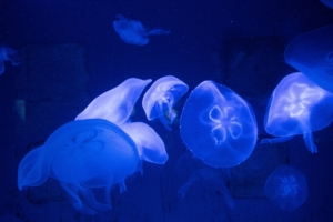 jellyfish underwater tentacles 4k 1541114764