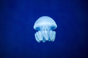 jellyfish underwater world blue 4k 1542242073