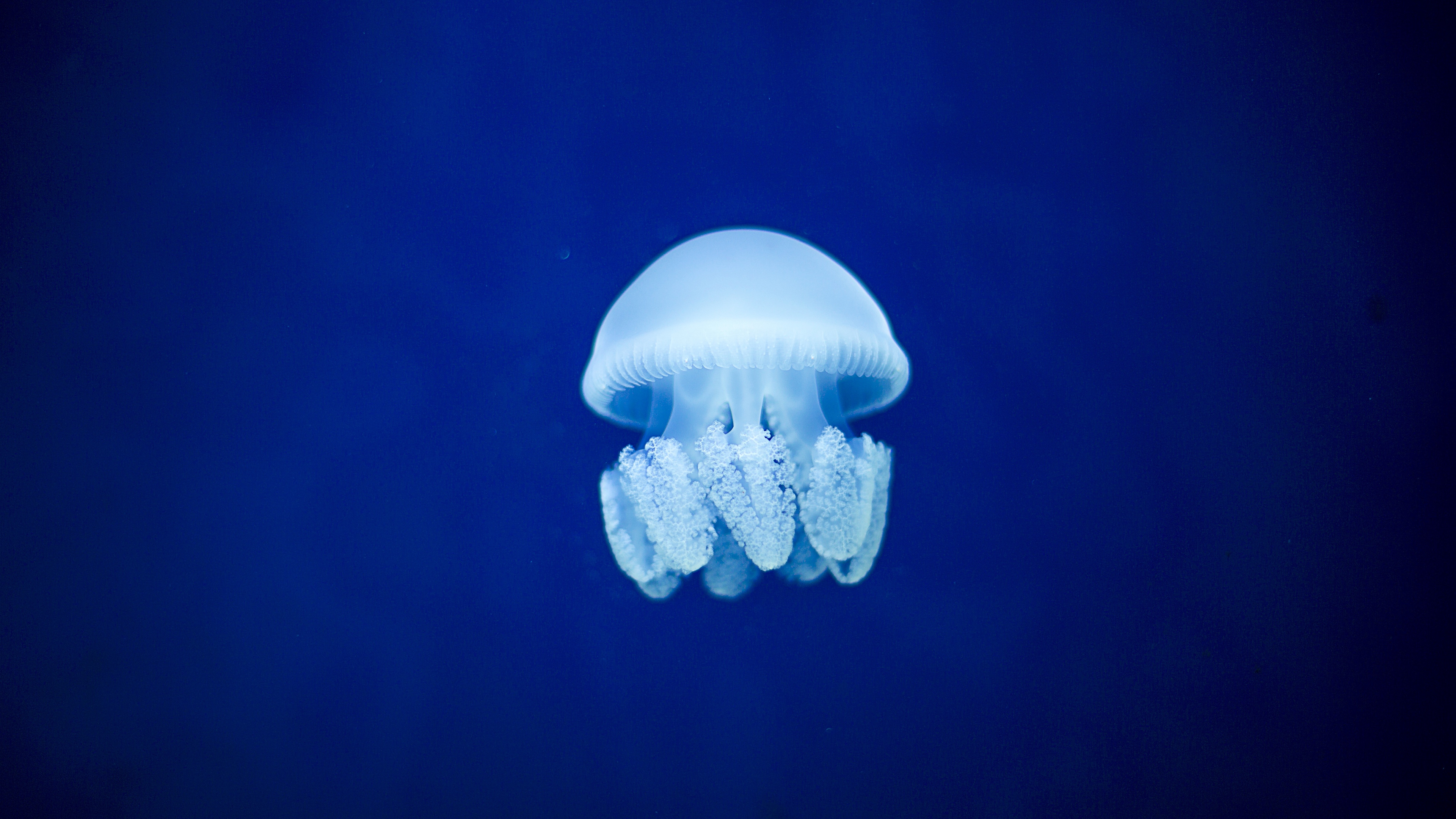 jellyfish underwater world blue 4k 1542242073