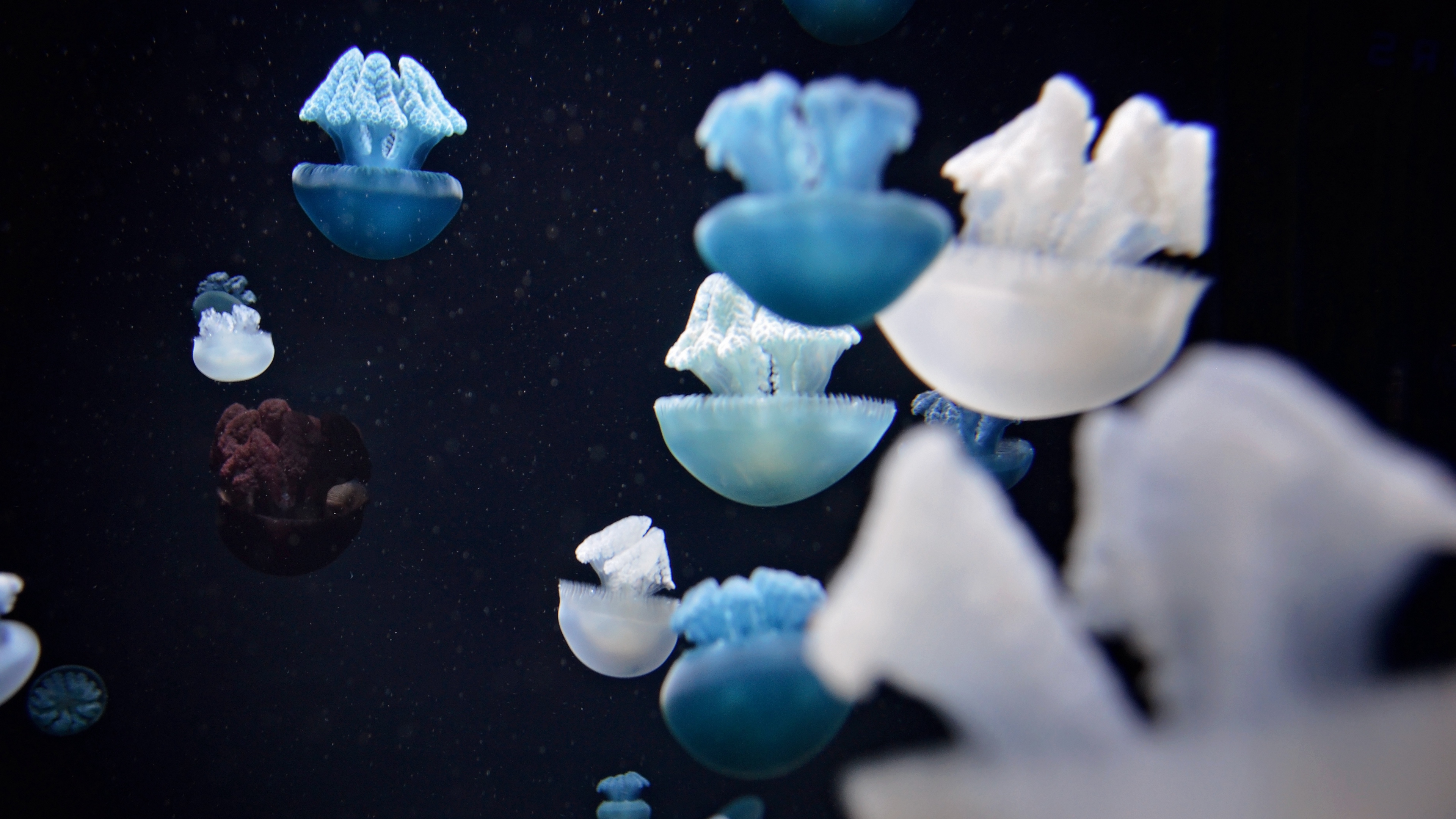 jellyfish underwater world swim tentacles 4k 1541114907