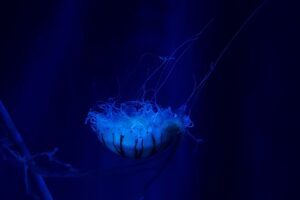 jellyfish underwater world swim tentacles ocean 4k 1542242538