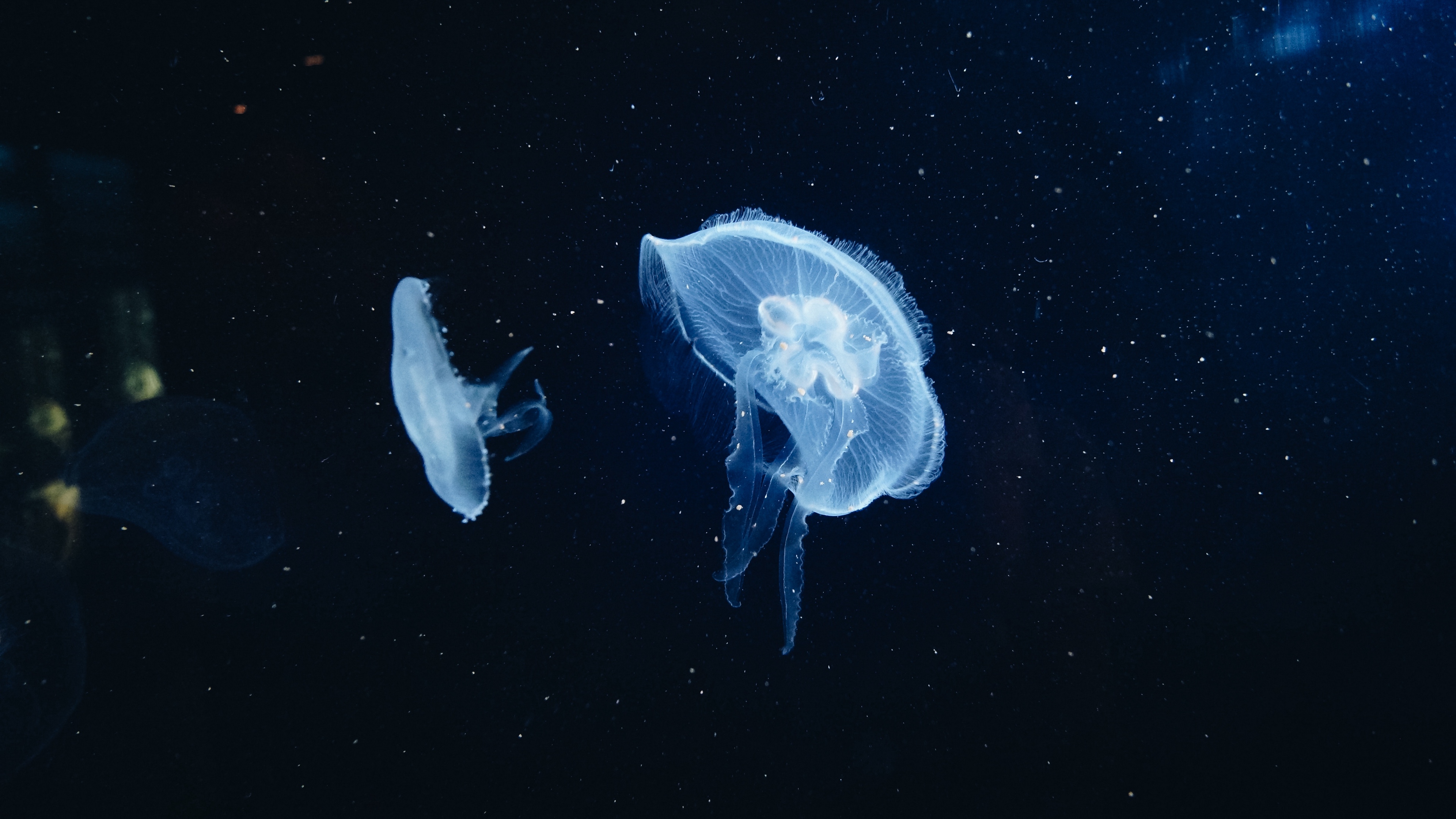 jellyfish underwater world tentacles 4k 1542242078