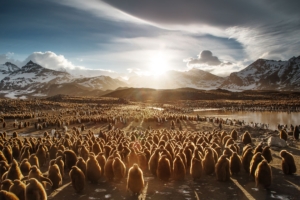 juvenile king penguins 4k 1542239355