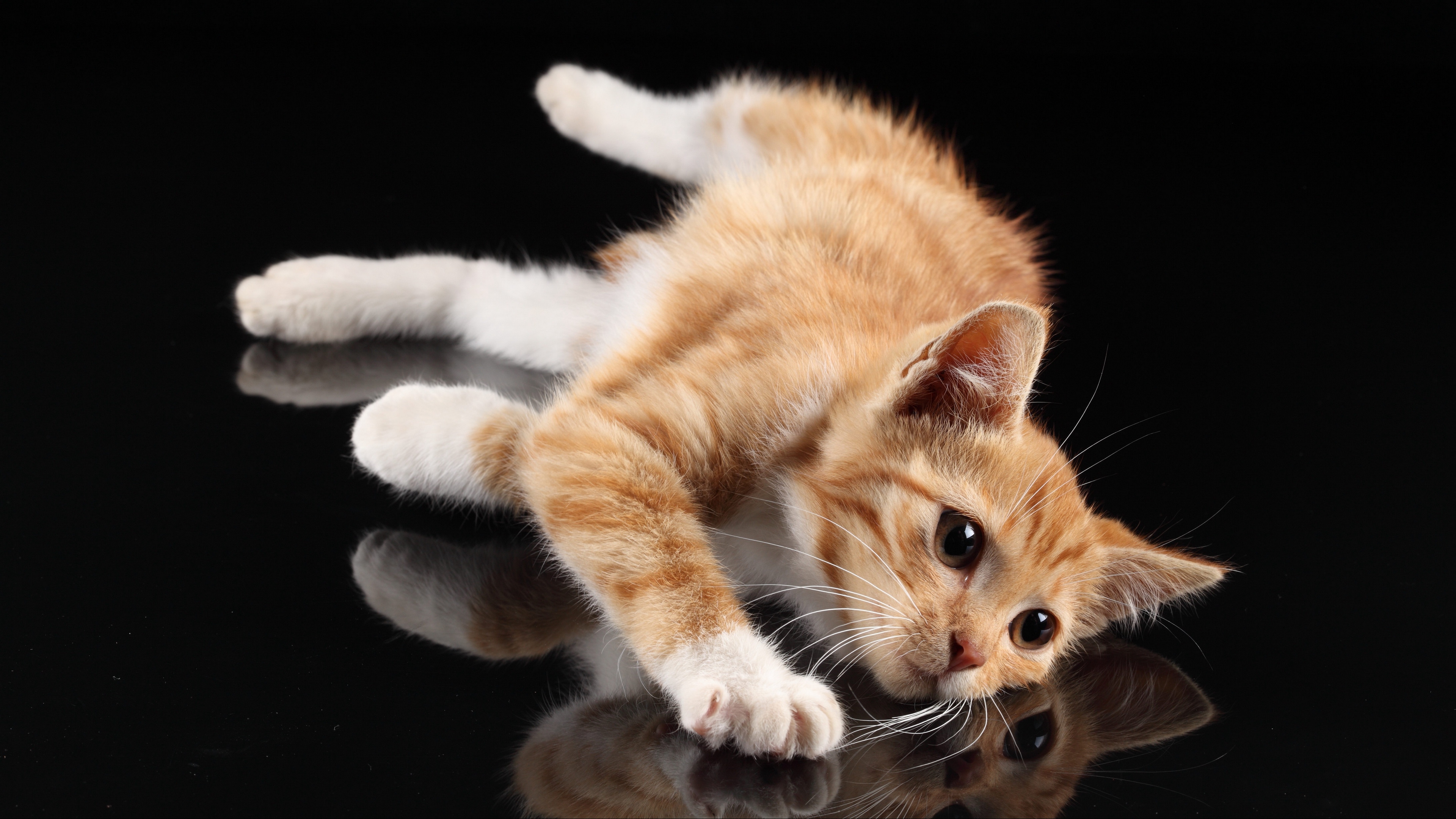 kitten lie reflection 4k 1542241747