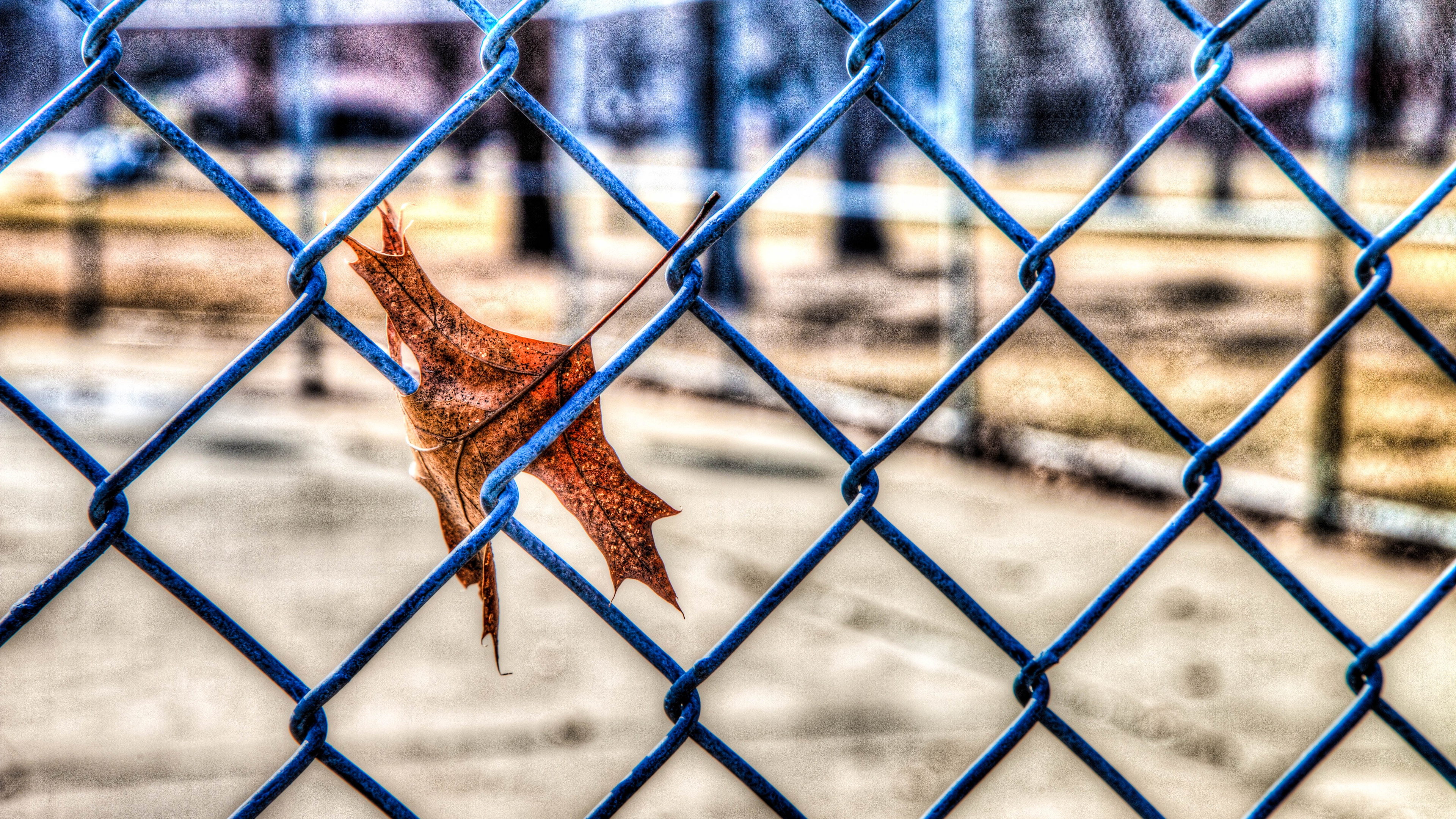 leaf autumn fence mesh hdr 4k 1541113487