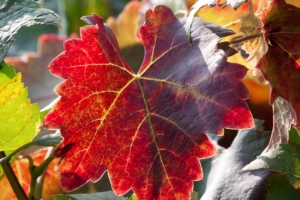 leaf autumn vines branches 4k 1541117875