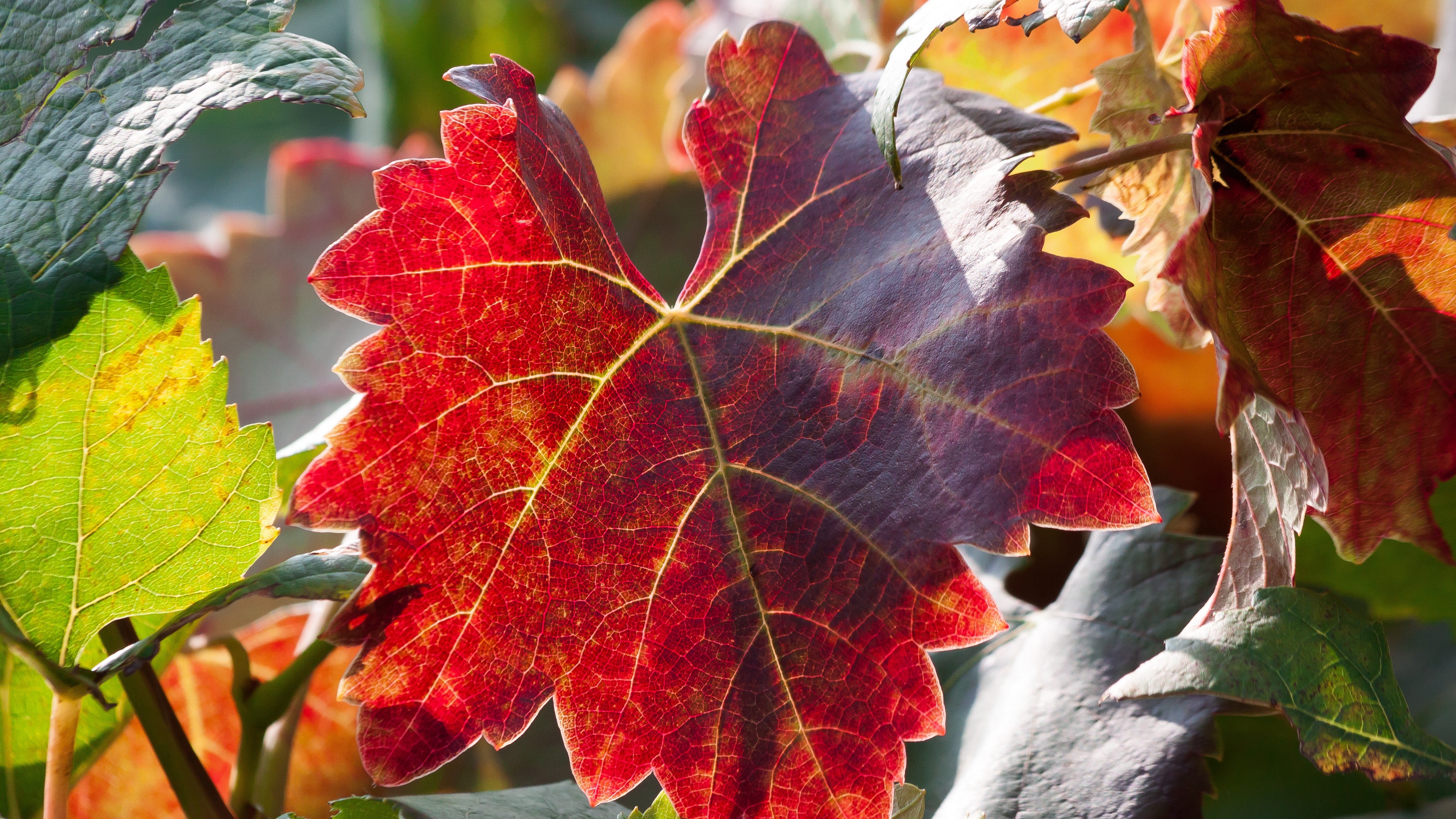 leaf autumn vines branches 4k 1541117875