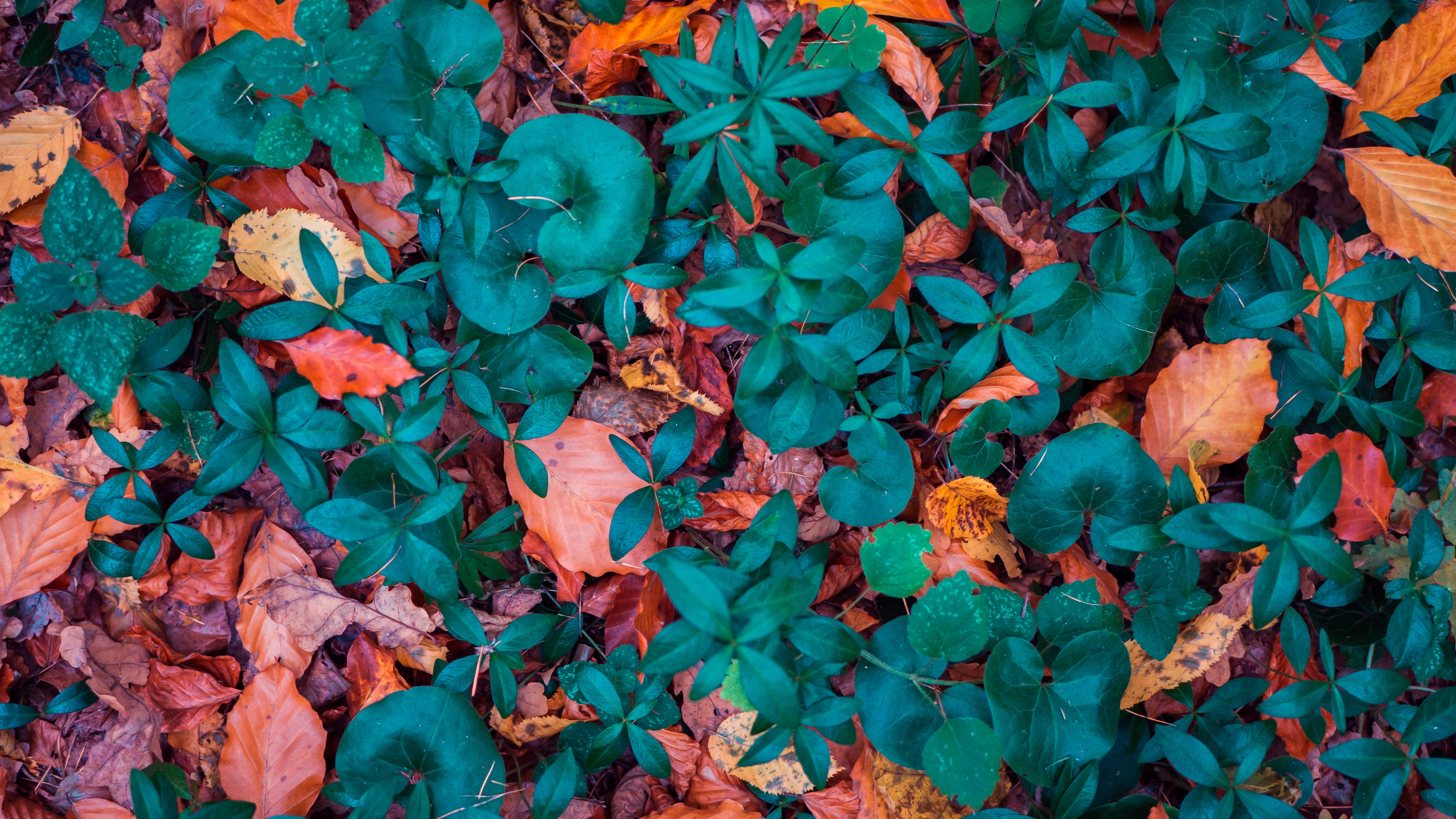 leaves autumn fallen forms 4k 1541114662