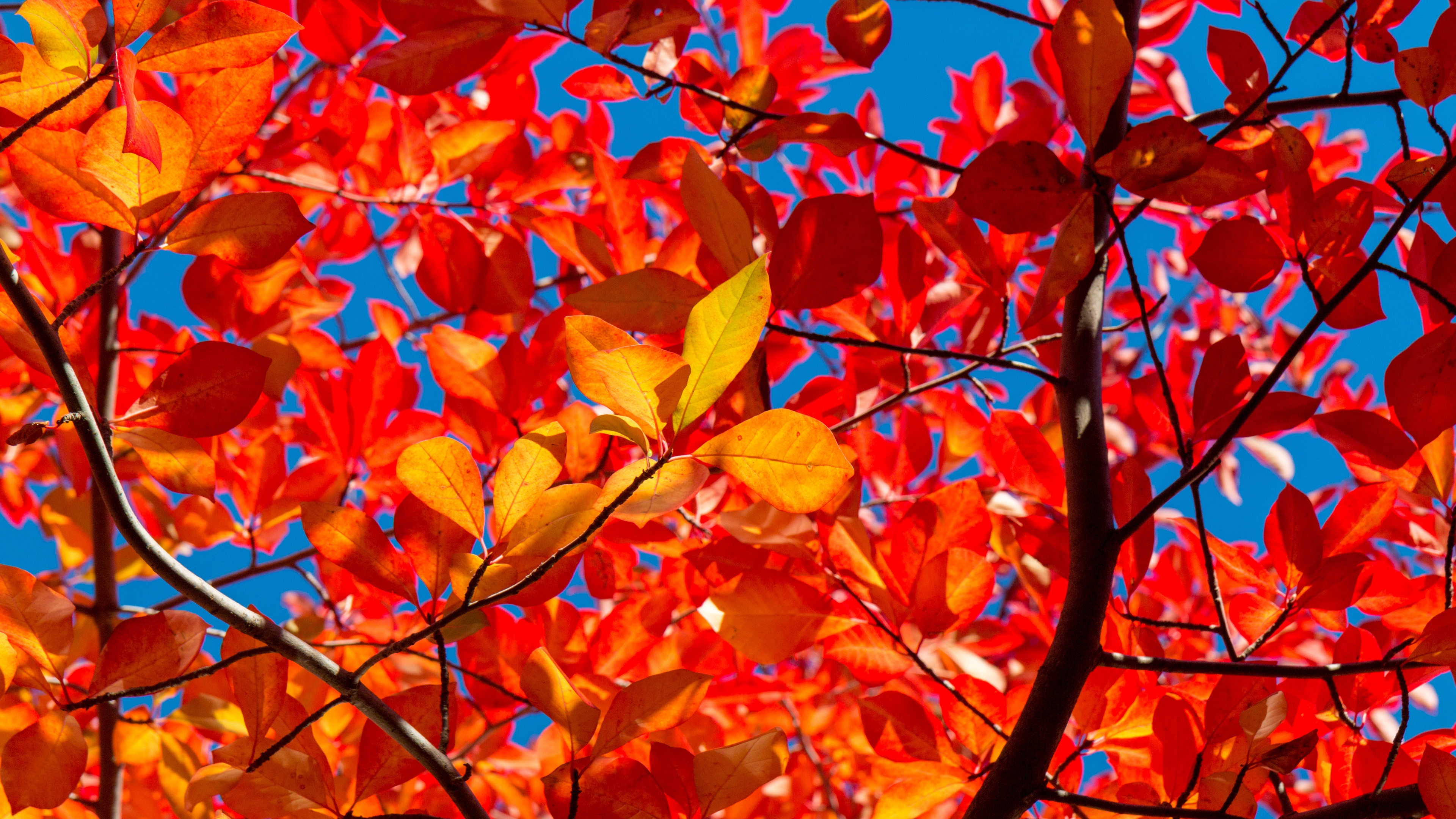 leaves branches autumn sunny 4k 1541115401