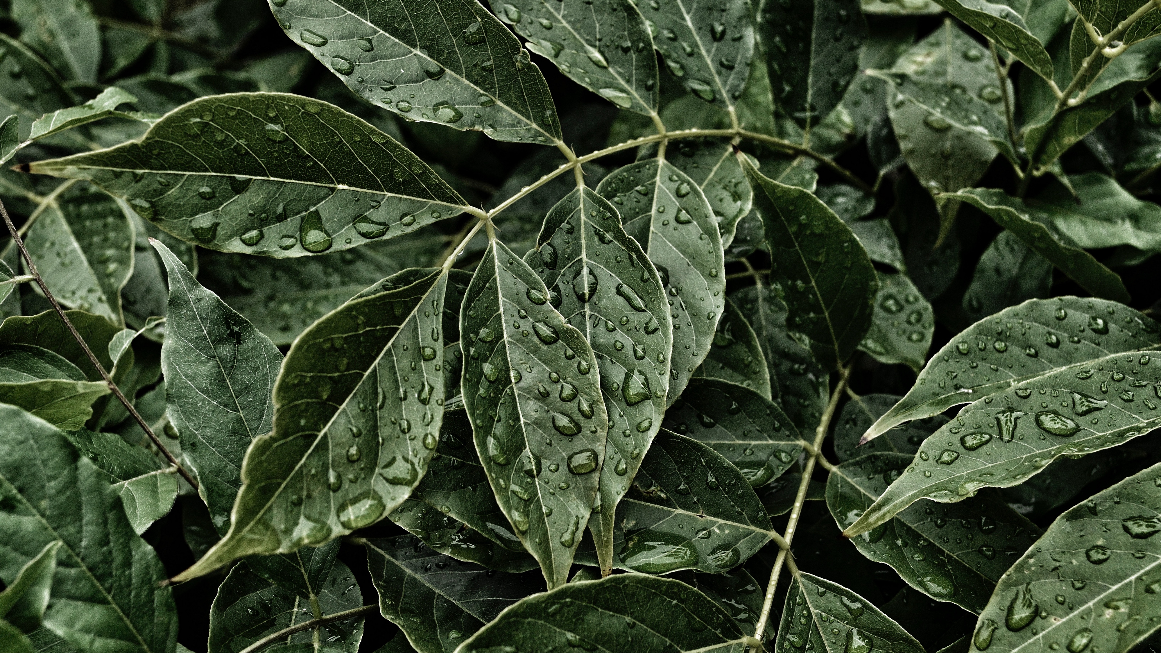 leaves drops surface close up 4k 1541114174