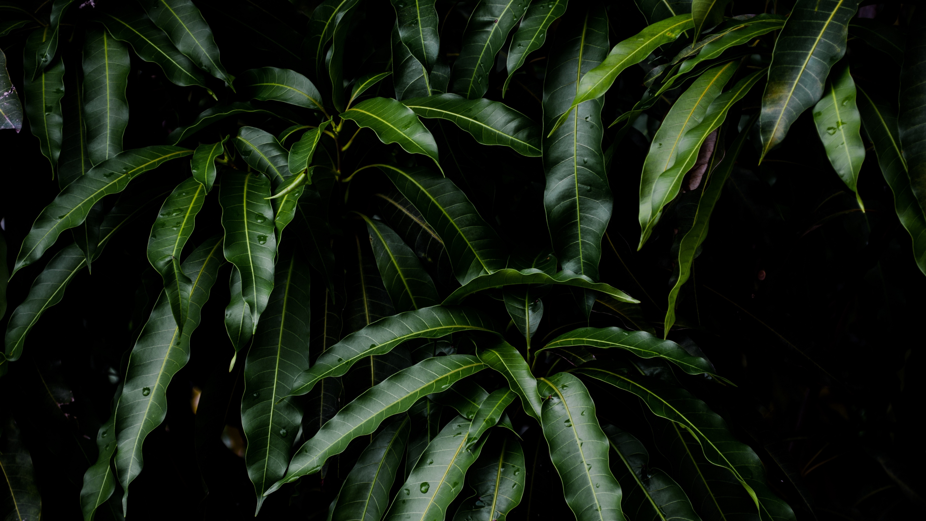 Nature Plant 4k Ultra HD Wallpaper
