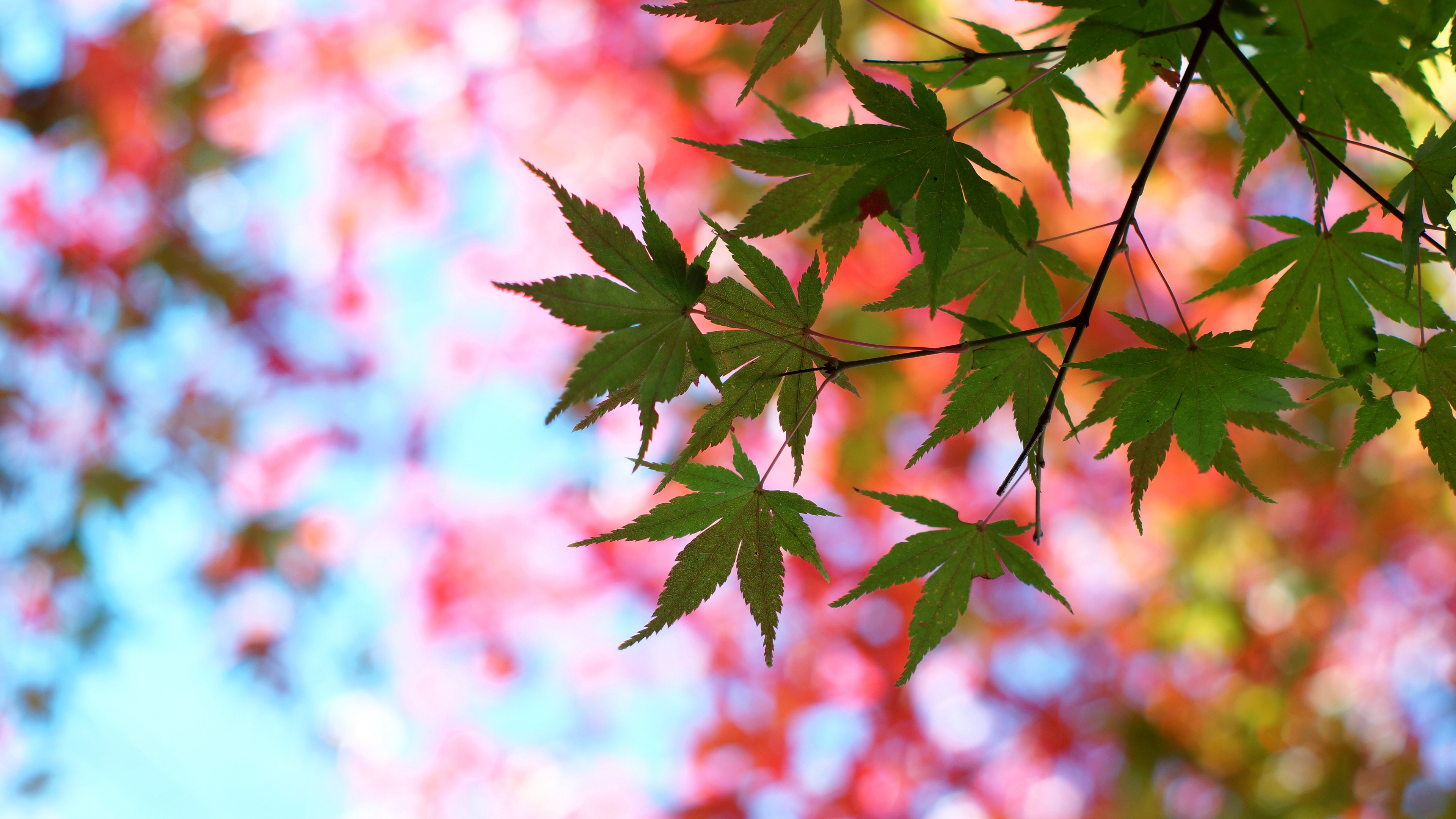 leaves maple glare branch tree summer 4k 1541116080