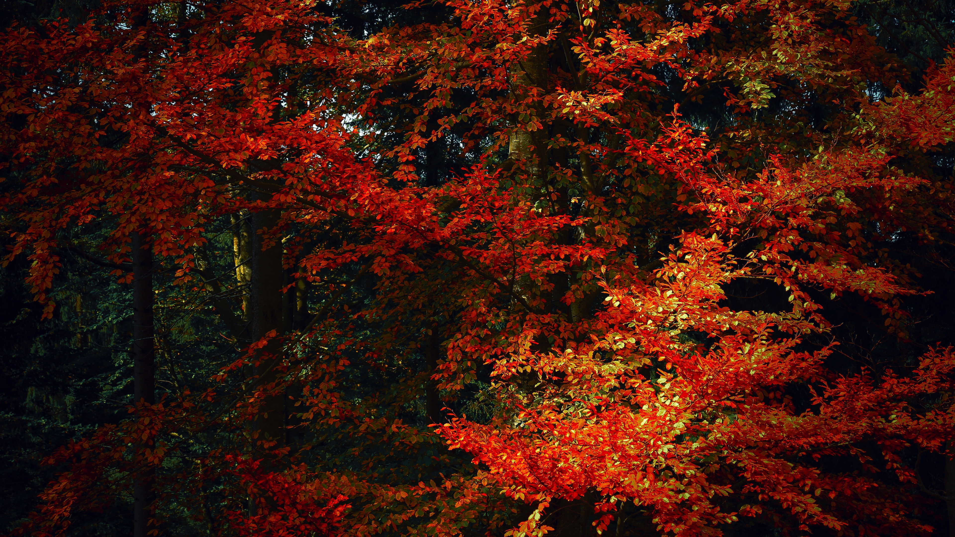 leaves trees autumn branches shadows autumn colors 4k 1541115789