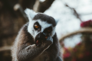 lemur animal muzzle eat 4k 1542242787