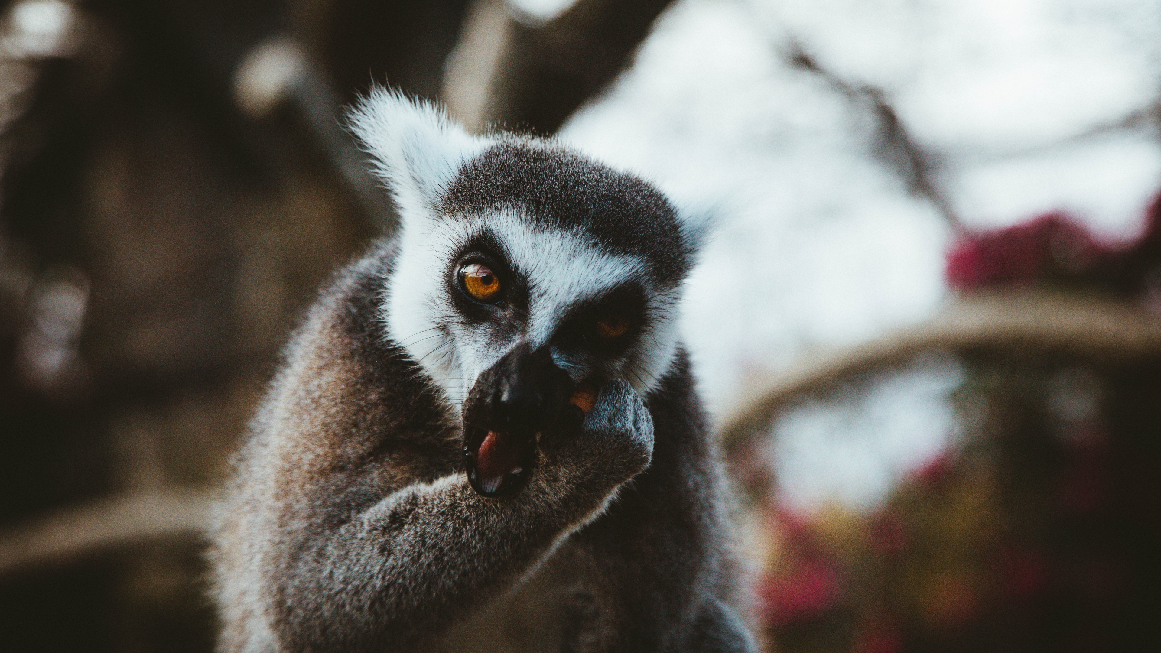 lemur animal muzzle eat 4k 1542242787