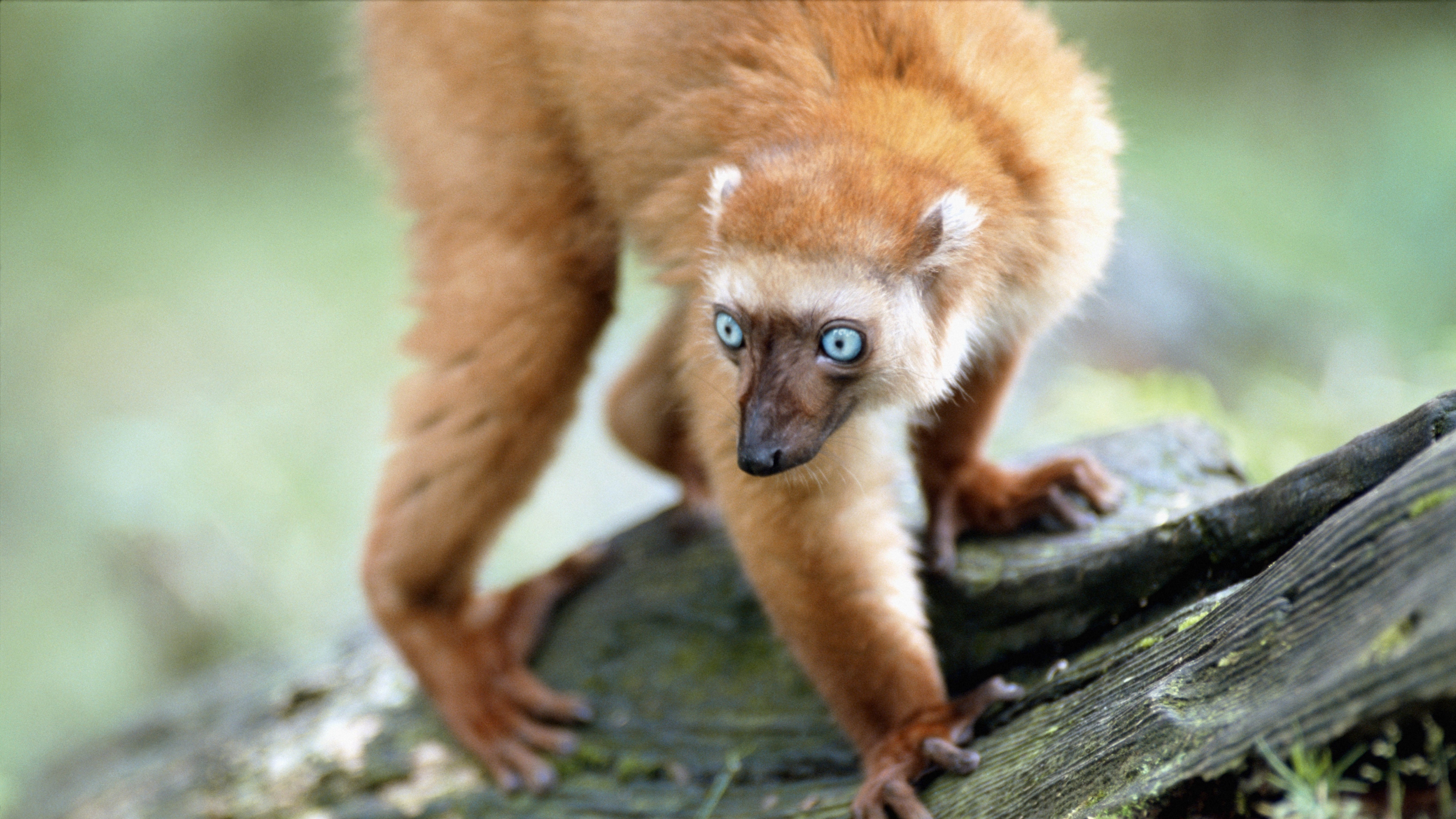 lemur blue eyes twigs moss 4k 1542242576