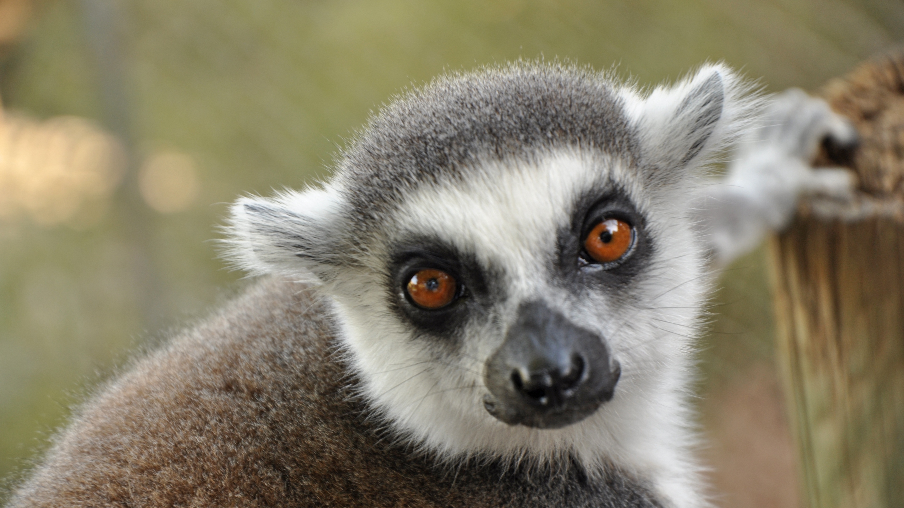 lemur muzzle eyes 4k 1542242730