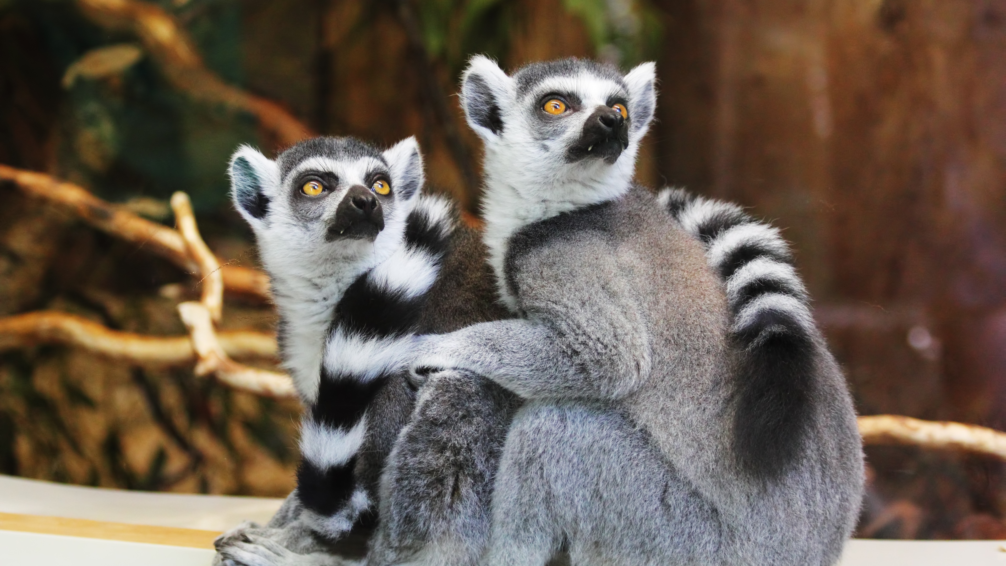 lemurs 1542238598