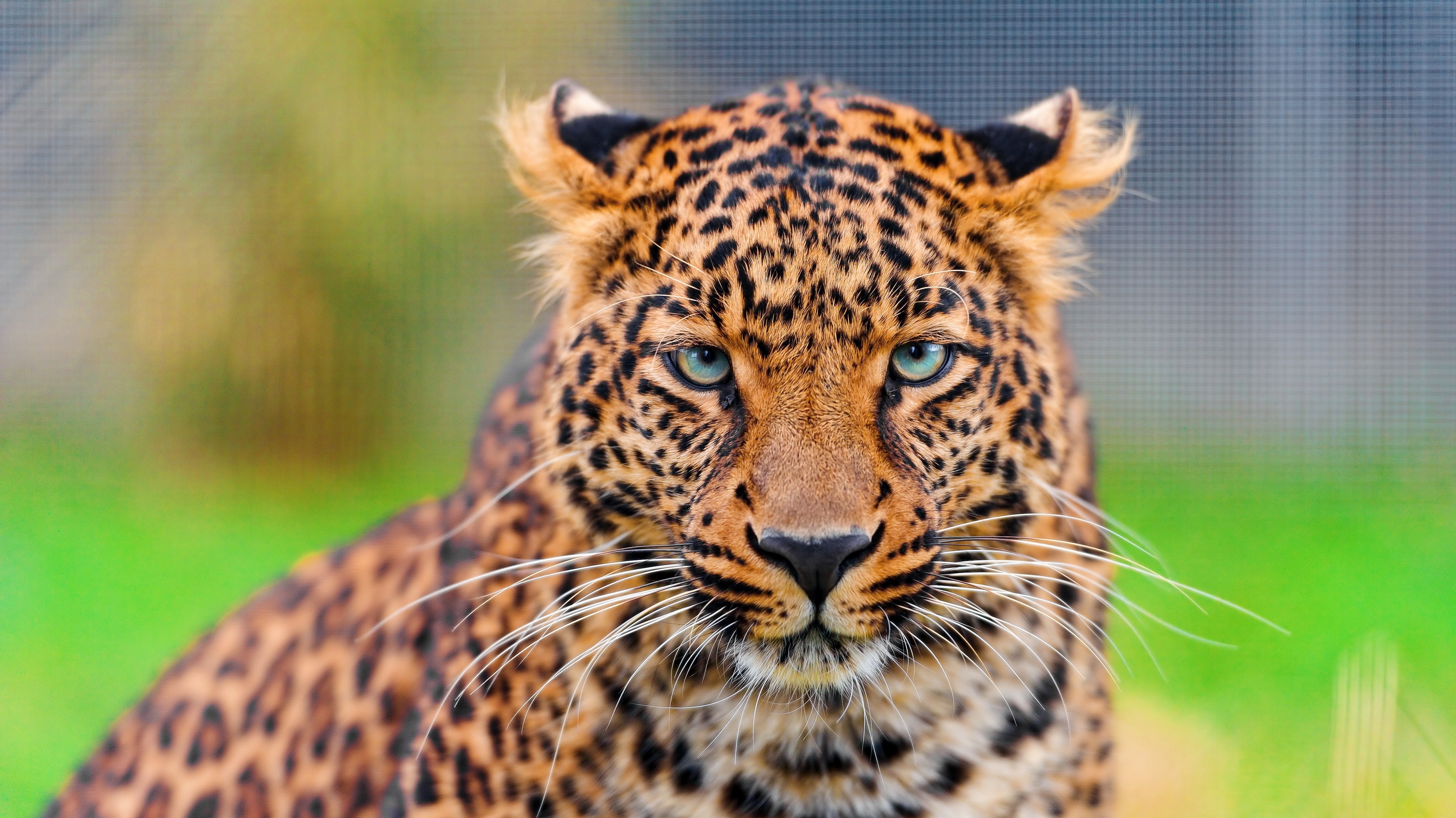 leopard predator face spotted big cat 4k 1542242818