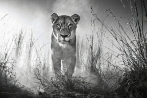 lion 4k black and white 1542238158