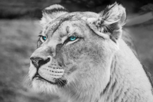 lion blue eyes monochrome 4k 1542238894