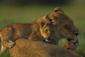 lion face calves cubs 4k 1542241794