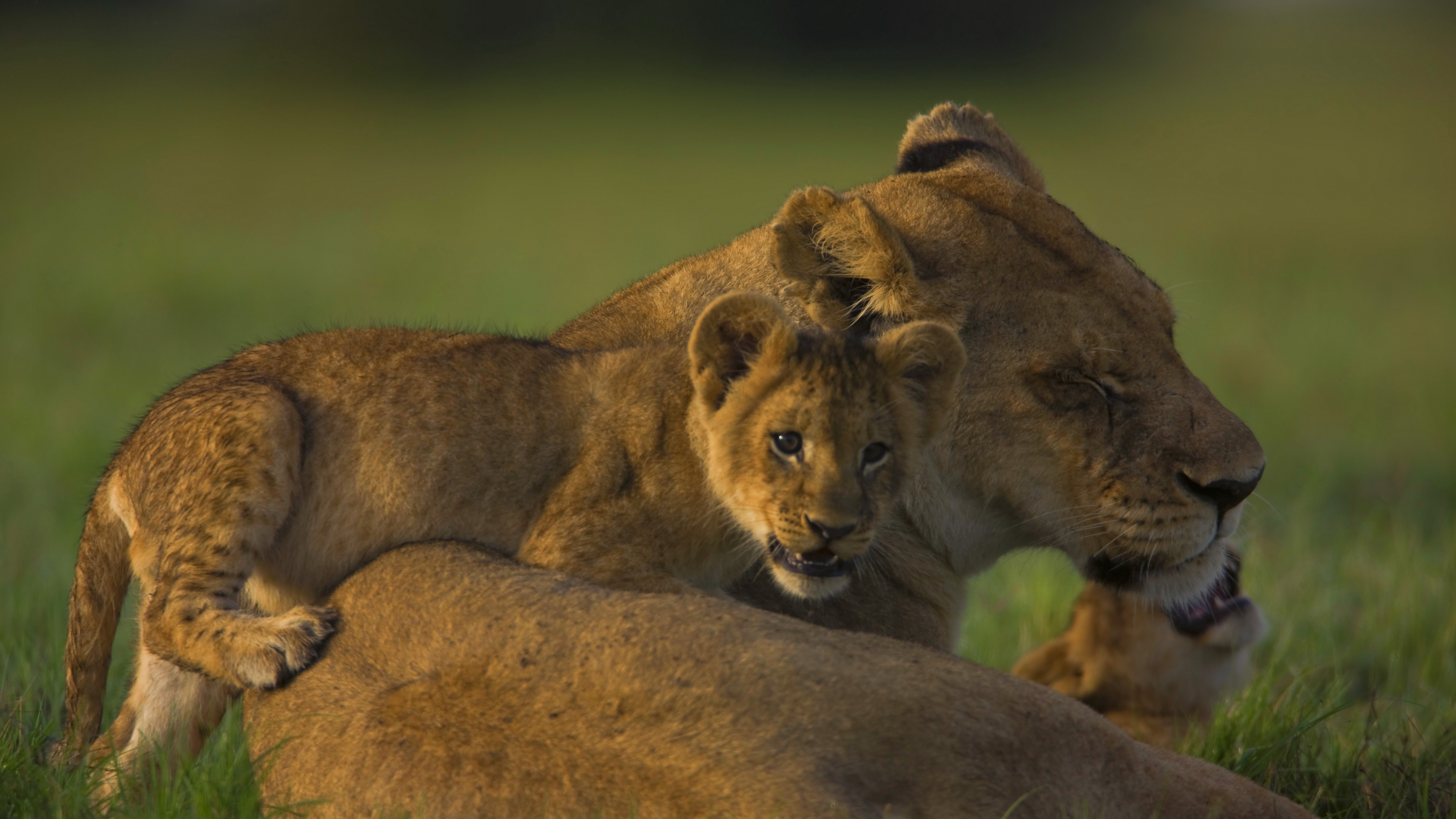 lion face calves cubs 4k 1542241794