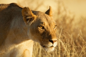 lion face lioness grass 4k 1542242281