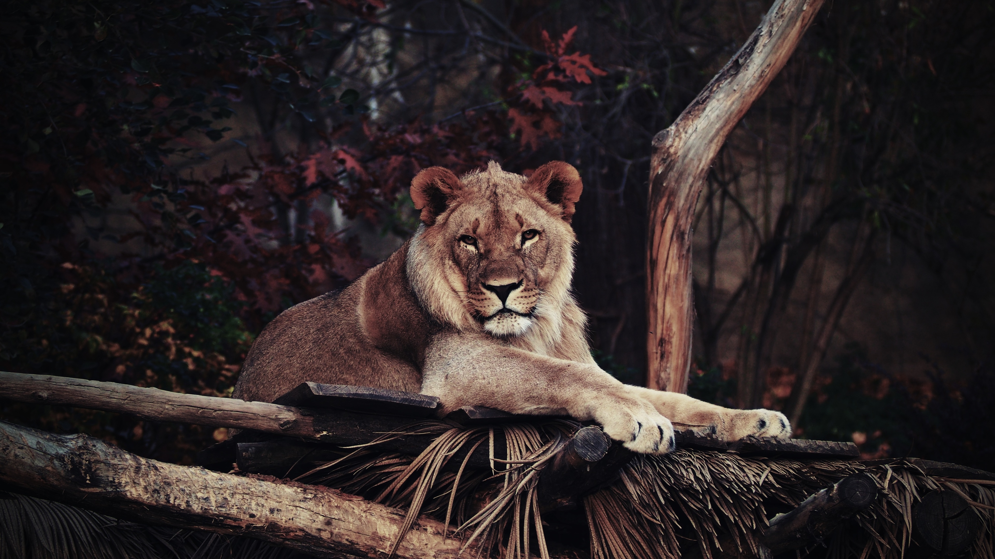 lion in zoo 4k 1542238887