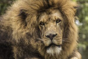 lion predator mane look muzzle 4k 1542242502