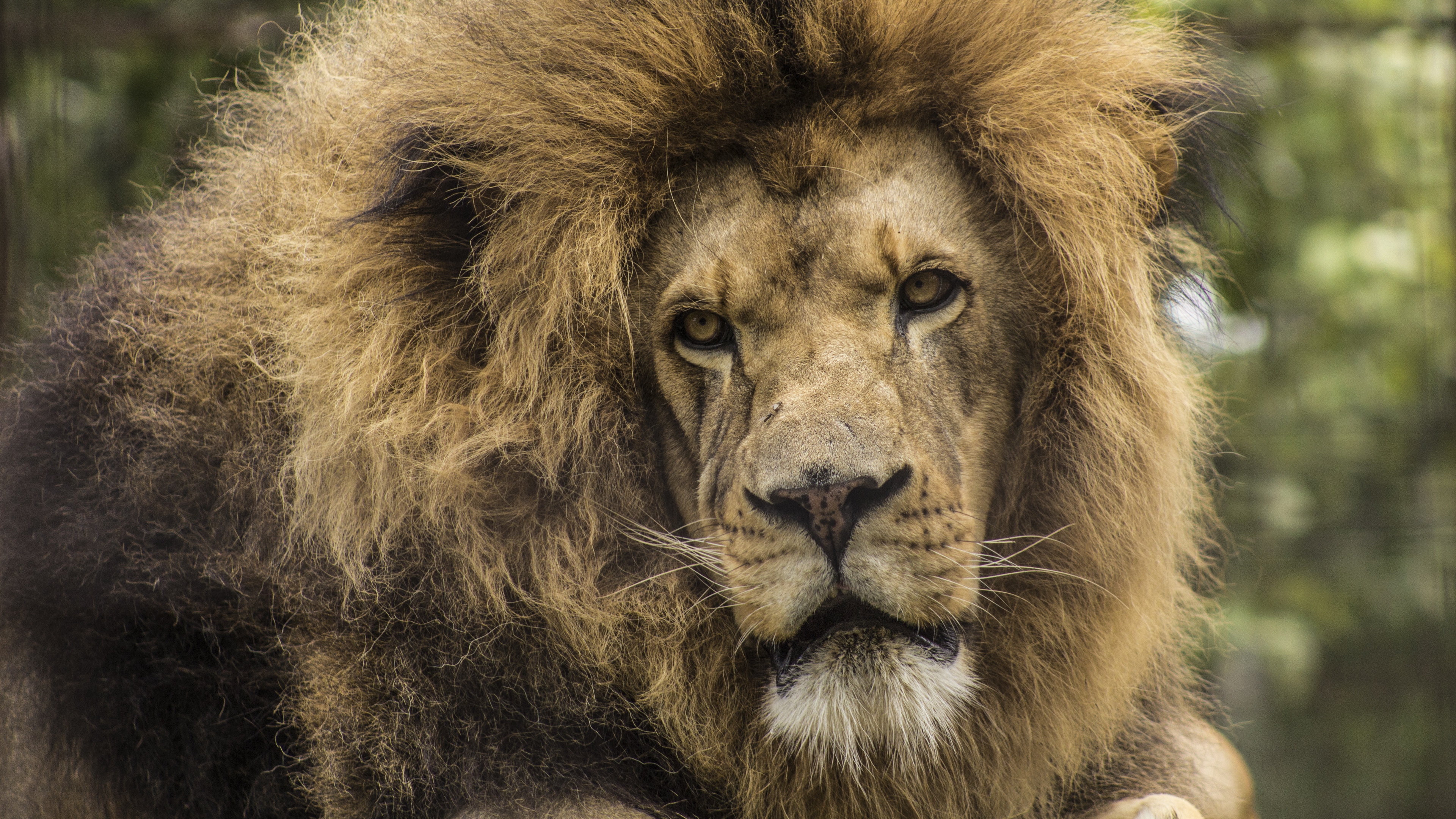 lion predator mane look muzzle 4k 1542242502