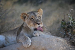 lioness lion lick 4k 1542241507