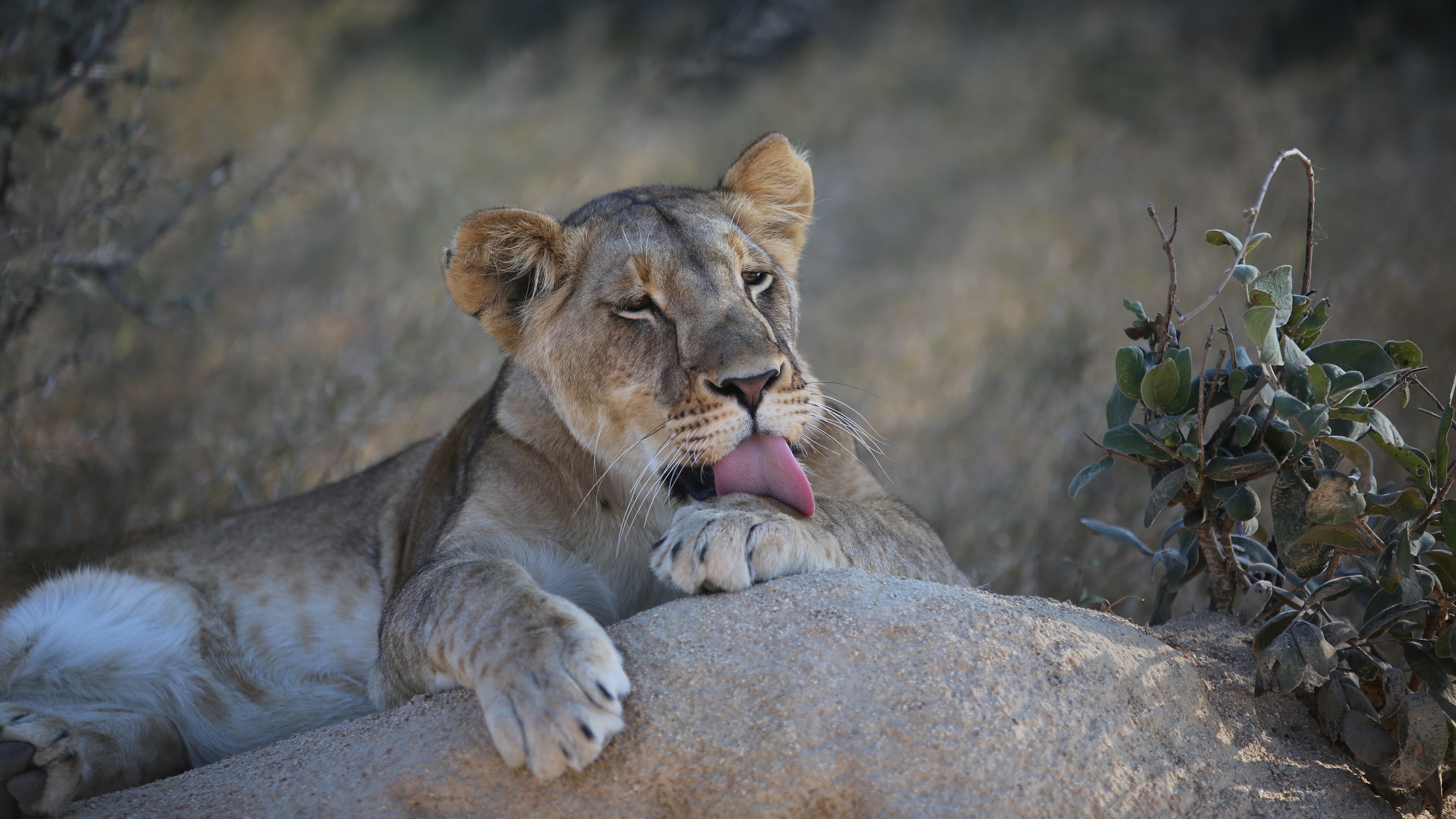 lioness lion lick 4k 1542241507