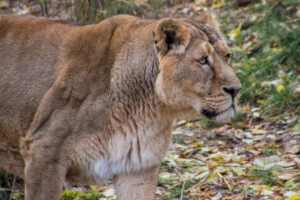 lioness lion predator big cat young 4k 1542242958