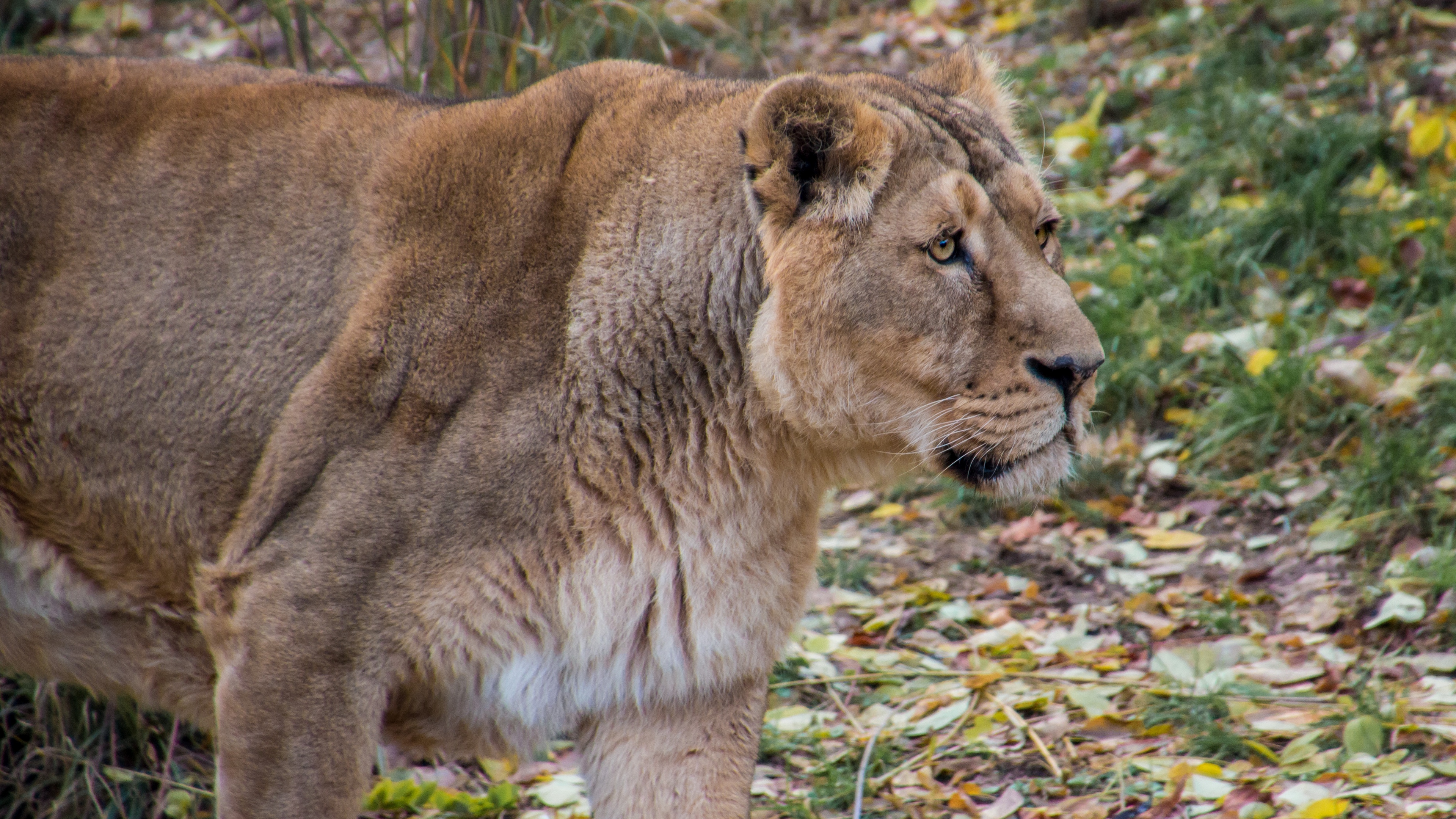 lioness lion predator big cat young 4k 1542242958