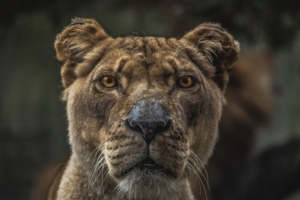 lioness macro 4k 1542238387