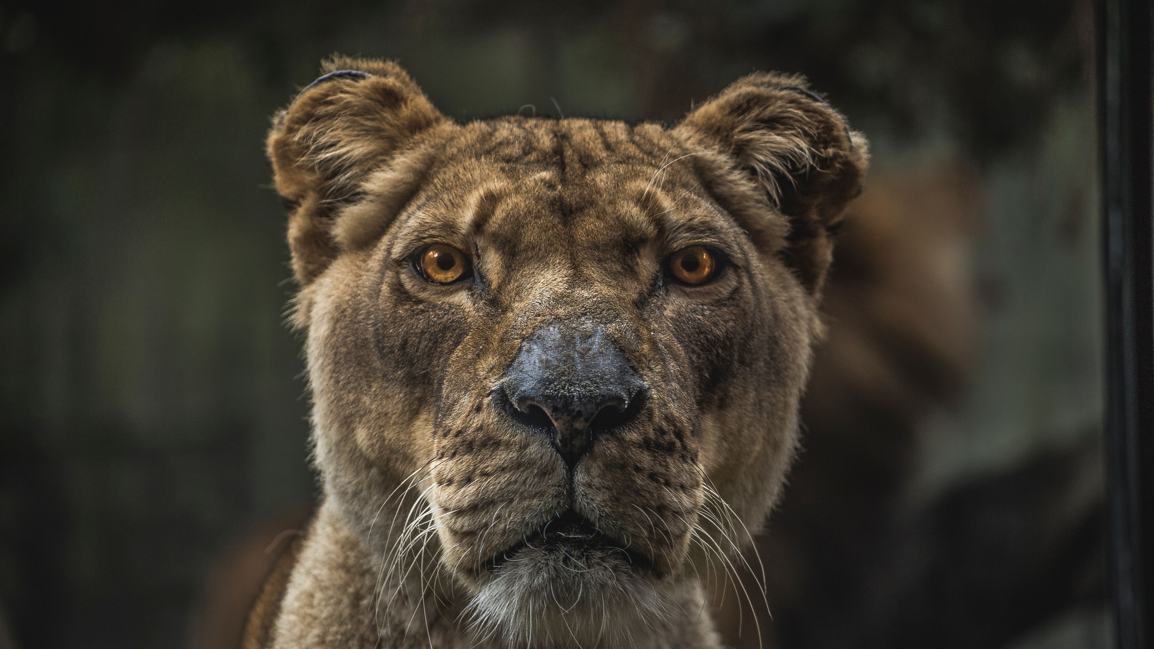 lioness macro 4k 1542238387