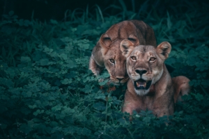 lionesses predators grass 4k 1542242778