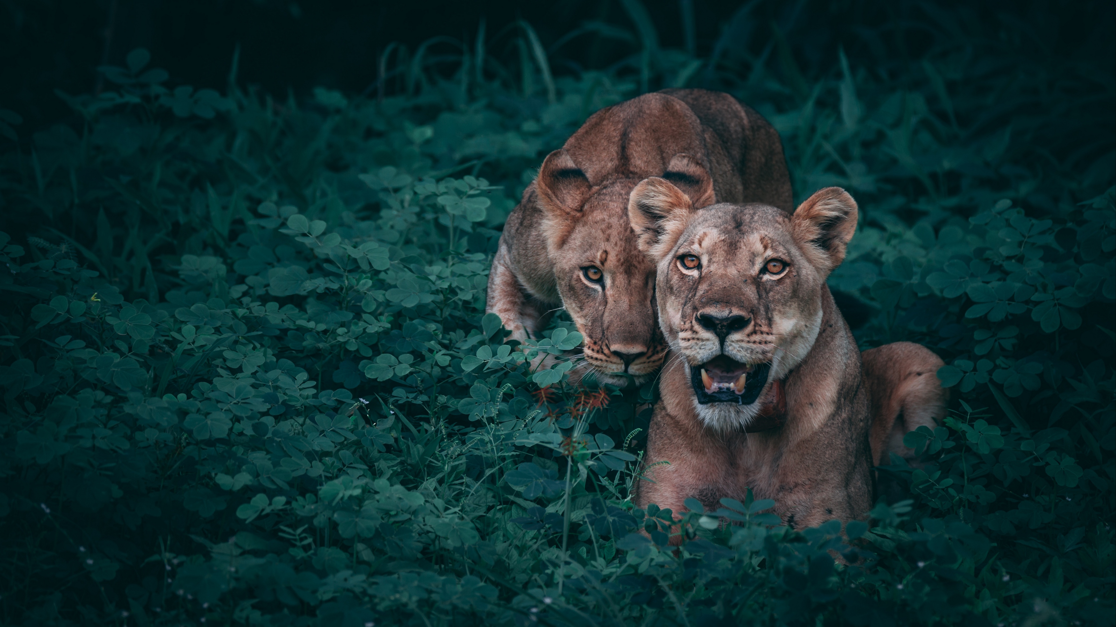 lionesses predators grass 4k 1542242778