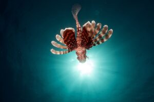 lionfish fish swim 4k 1542242302