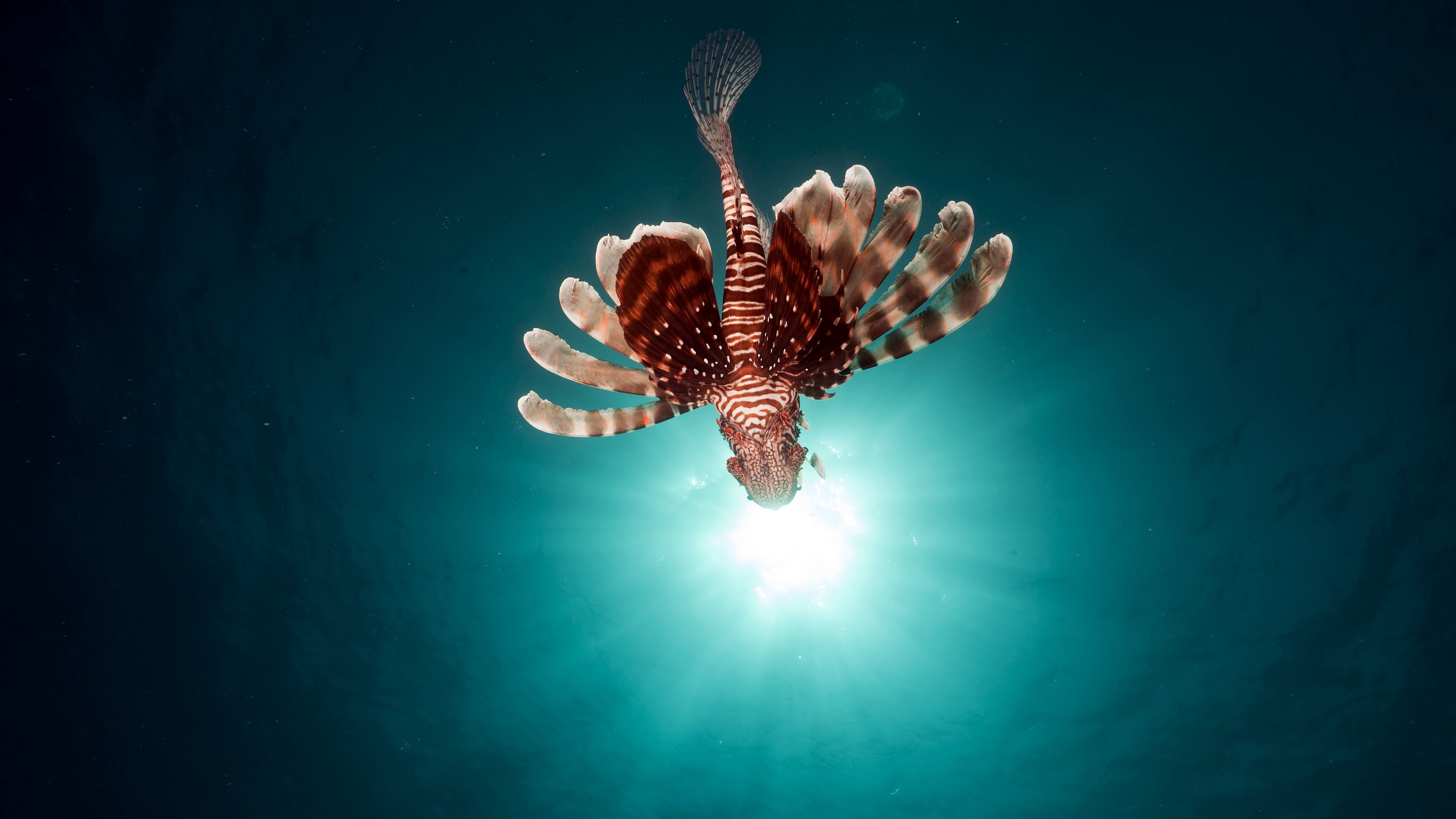 lionfish fish swim 4k 1542242302